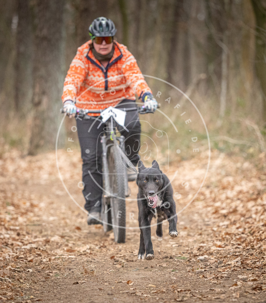 Pfotenfotografie_DV3A6428 | Hundefotografie, Tierfotograf, Pfotenfotografie, Fotoshooting Hund, Hunde Portrait, Hundesport, Hundeportraits, Heideshooting, Hunde, Sportfotograf, Hundefotograf, Turnierhundsport, THS,  - Realisiert mit Pictrs.com