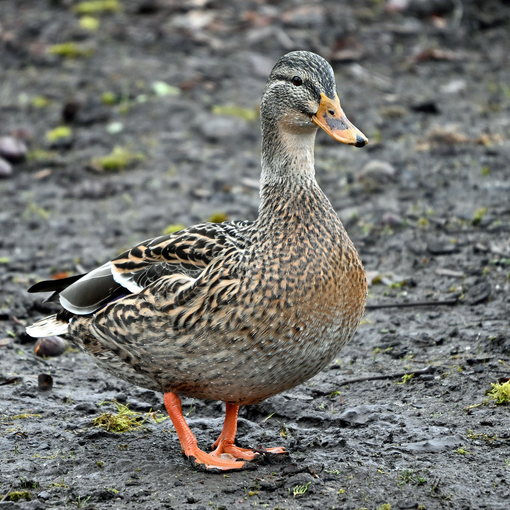 Stockente | lucisnaturbilder - Realisiert mit Pictrs.com
