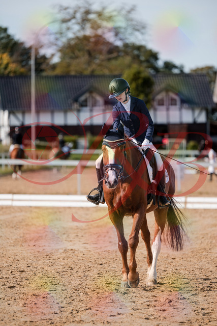 2026_10_03_Siefer-Hof_123807_Z63_55767776 | Professionelle Reitsport-, Turnier- und Eventfotografie von Robert Broda. Galerien mit ausgewählten und bearbeiteten Bildern direkt online ansehen und bestellen.