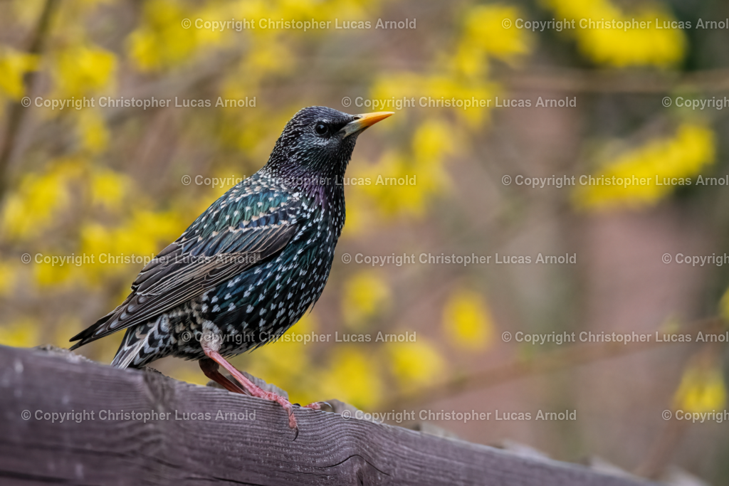 Star | bildkomponist - Realisiert mit Pictrs.com