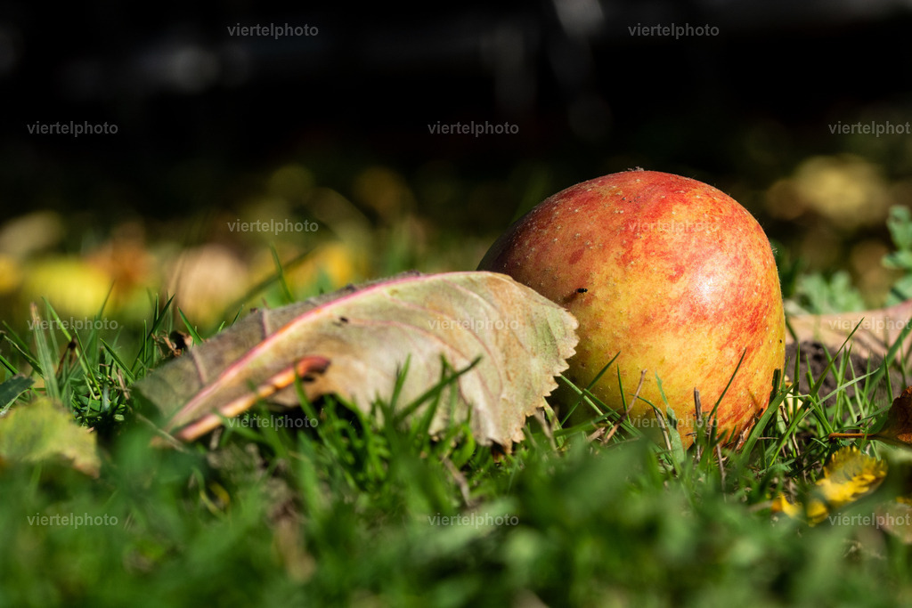 Fallobst | viertelphoto - Realisiert mit Pictrs.com