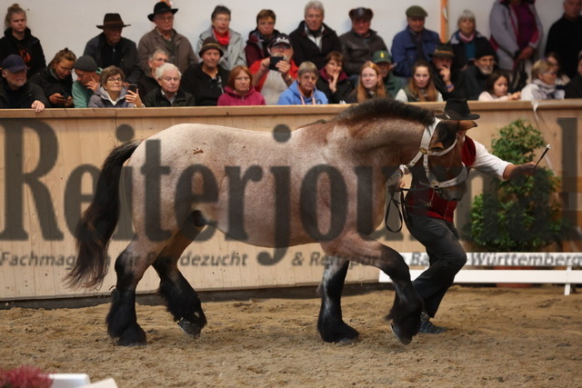 Sankt-Märgen_2023_Kaltblut-Körung_KN_76_Rocco vom Bilgerhof (17) | Alle Fotos der Reiterjournal Fotografin Doris Matthaes im Reiterjournal Online-Fotoshop. - Realisiert mit Pictrs.com