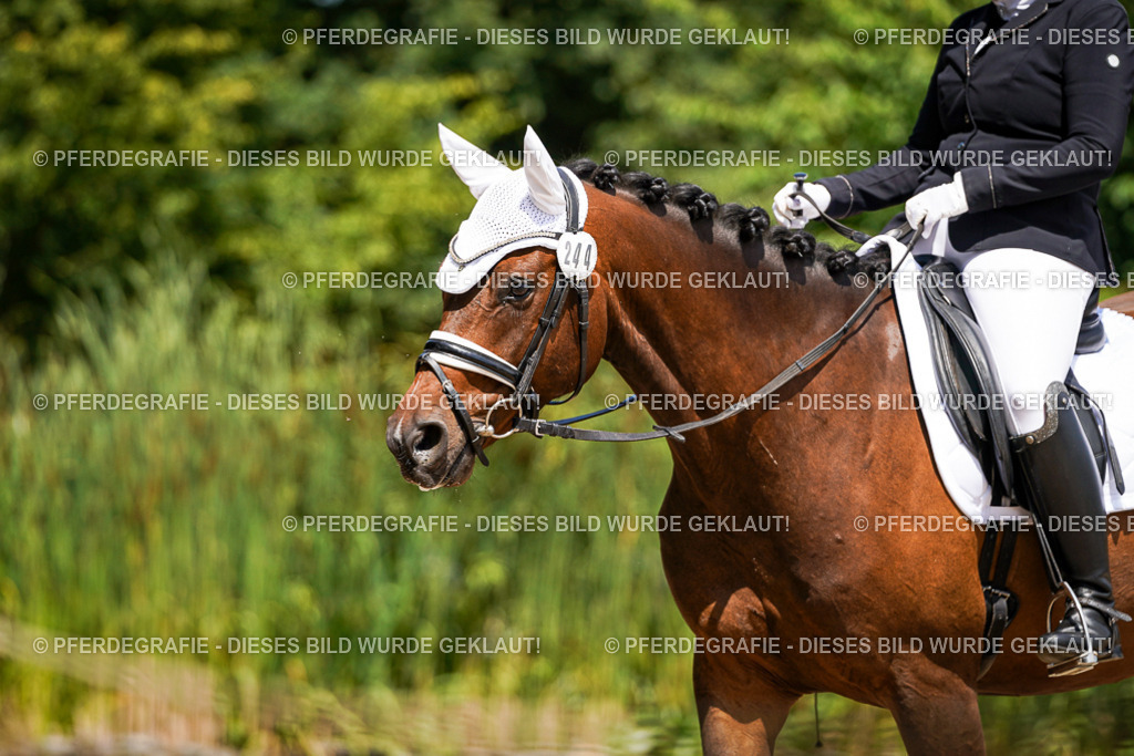 DSC01198 | Pferdegrafie