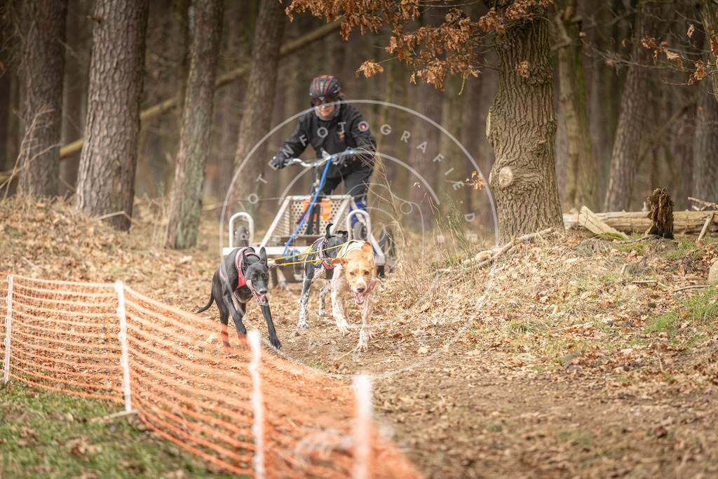 Pfotenfotografie_DV3A4790 | Hundefotografie, Tierfotograf, Pfotenfotografie, Fotoshooting Hund, Hunde Portrait, Hundesport, Hundeportraits, Heideshooting, Hunde, Sportfotograf, Hundefotograf, Turnierhundsport, THS,  - Realisiert mit Pictrs.com
