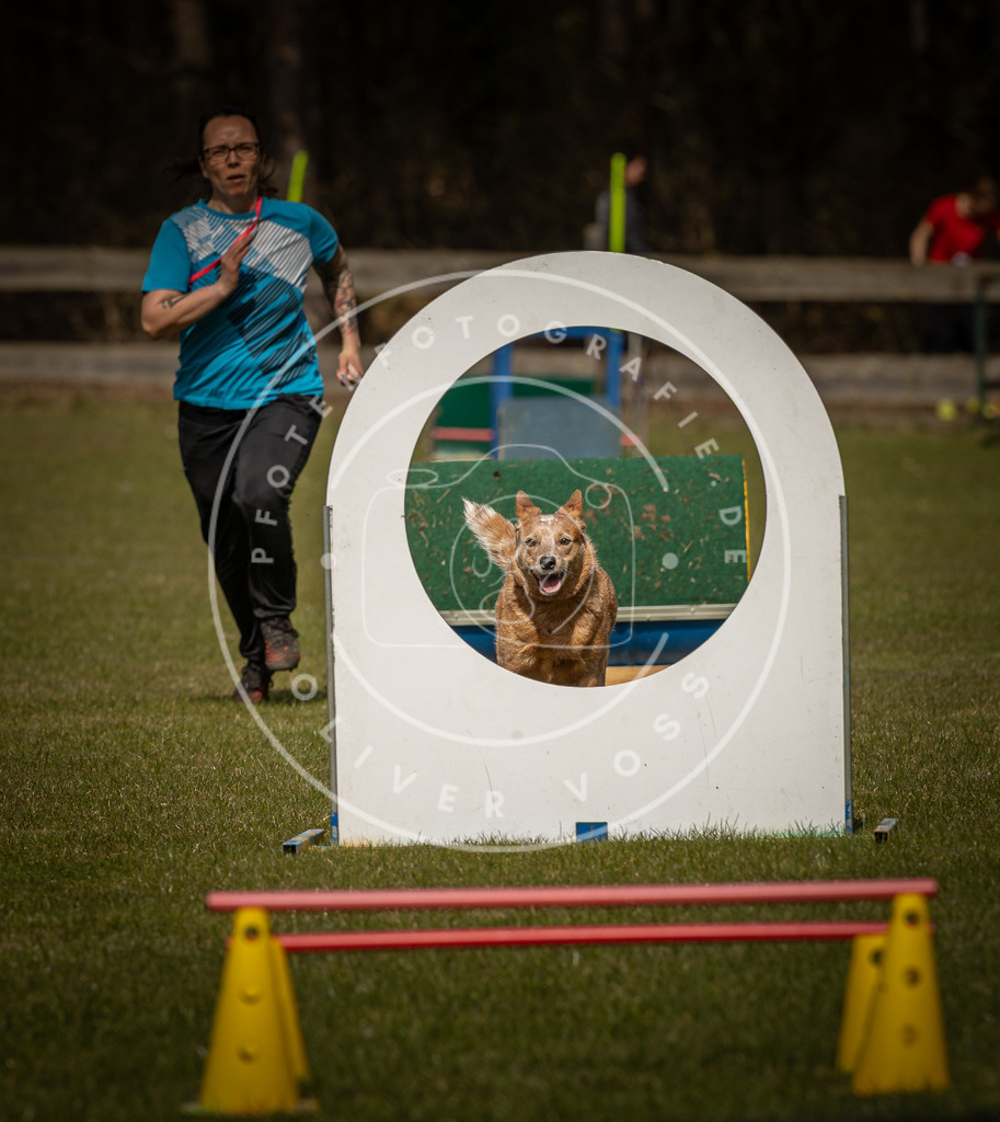 Pfotenfotografie_DV3A5786 | Hundefotografie, Tierfotograf, Pfotenfotografie, Fotoshooting Hund, Hunde Portrait, Hundesport, Hundeportraits, Heideshooting, Hunde, Sportfotograf, Hundefotograf, Turnierhundsport, THS,  - Realisiert mit Pictrs.com