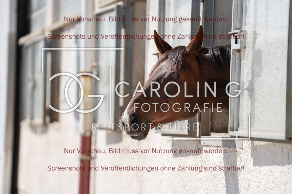DSC00277 | Turnierfotografin Carolin Gieschke, Turnierfotografie Carolin G Fotografie, Turnierfotos Kirchheim/Teck, Esslingen, Stuttgart, Bodenseekreis