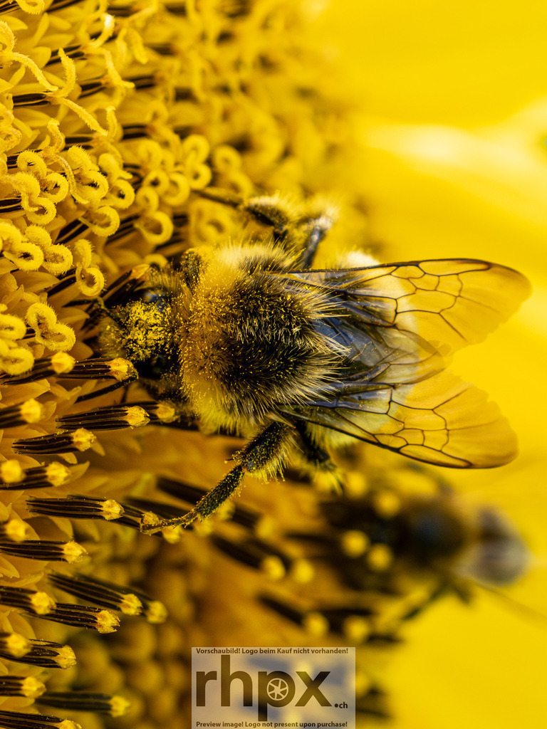 Fleissige Biene auf Sonnenblume | Leben. Fleiss. Natur.
Eine detailreiche Makroaufnahme fängt den Moment ein, in dem eine Biene inmitten goldgelber Röhrenblüten Pollen sammelt. Das Zusammenspiel von lebendiger Natur und der faszinierenden Struktur der Sonnenblume unterstreicht die Bedeutung der kleinsten Helfer in unserem Ökosystem.
Wähle unter "Produktauswahl" dein Wunschformat: Vom klassischen Wandbild über Puzzle &amp; Tassen bis zum digitalen Download (z.B. als Handy-Hintergrund).
 - Realisiert mit Pictrs.com