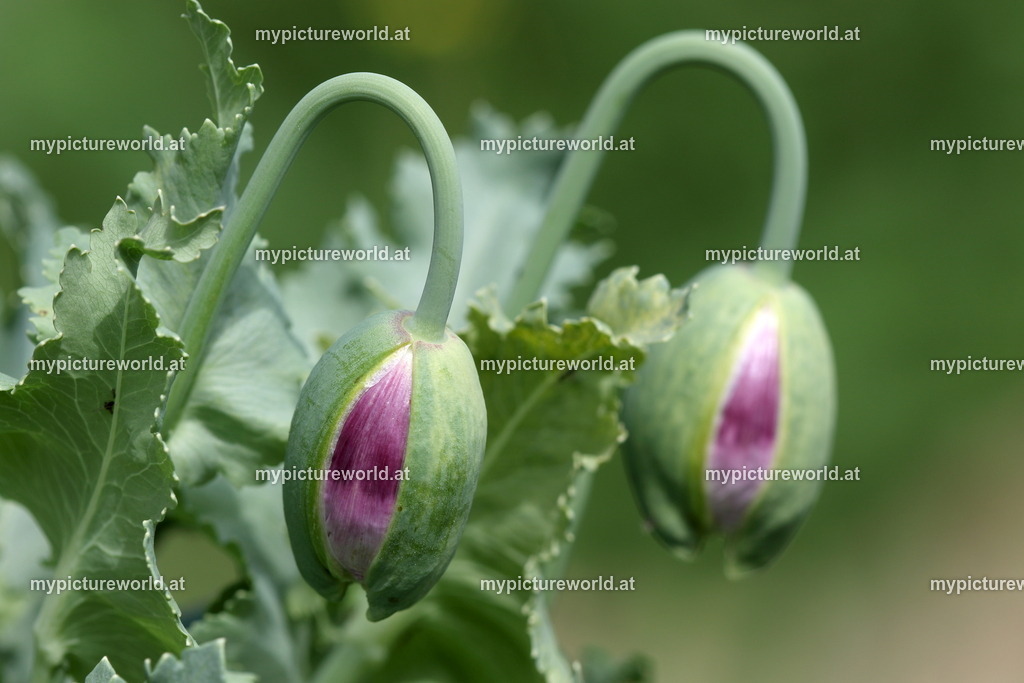 Schlafmohn-011 | Das Bilderarchiv über Tiere, Planzen und Landschaften. In der Bilddatenbank finden Sie ein große Auswahl an hochwertigen Bilder für Ihre Werbung - Realized with Pictrs.com