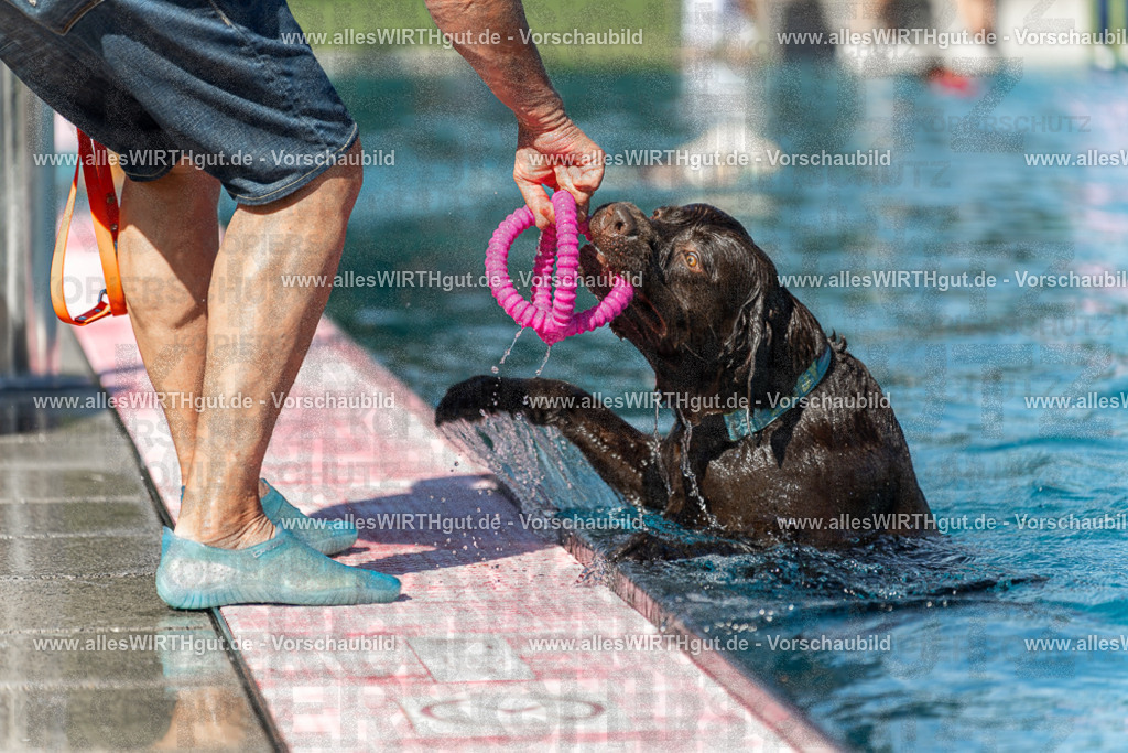 Hundeschwimmen_Volksbad_2026-allesWIRTHgut_Tierfotografie-2609061157-110718-7R500007 | Professionelle Tierfotografie in Mönchengladbach von Daniel Wirth (allesWIRTHgut). Liebevolle & natürliche Bilder von Hunden & Katzen für unvergessliche Erinnerungen.