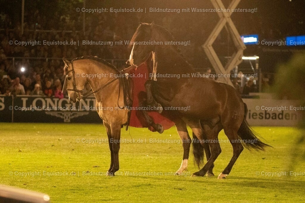 20230526_Pferdenacht_1442 | equistock