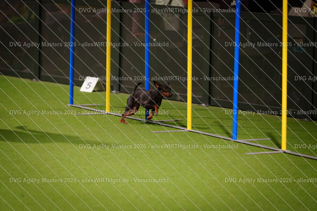 allesWIRTHgut_Tierfotografie-DVG_Agility_Masters_2026-17_45-7R505853 | Professionelle Tierfotografie in Mönchengladbach von Daniel Wirth (allesWIRTHgut). Liebevolle & natürliche Bilder von Hunden & Katzen für unvergessliche Erinnerungen.