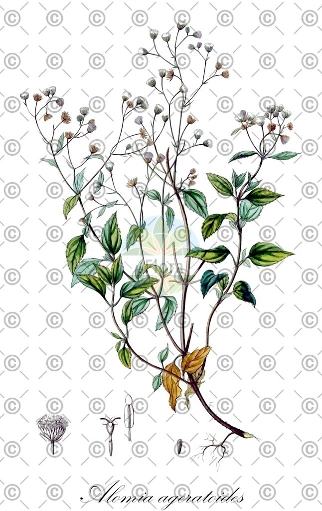 HistAbb_wfo-0000079800_1_ENZY_Simple | Historische Abbildung von Alomia ageratoides - Asteraceae | Historical Illustration of Alomia ageratoides - Asteraceae