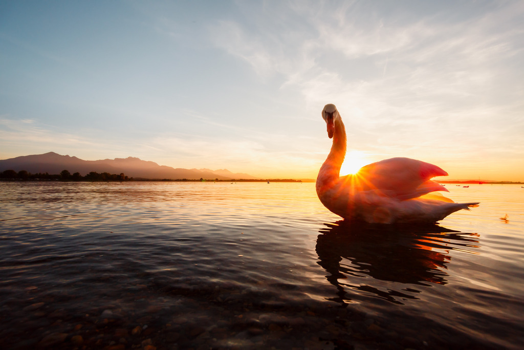 Chiemsee - Schwan im Gegenlicht | ap-design // andreas plenk - Realisiert mit Pictrs.com
