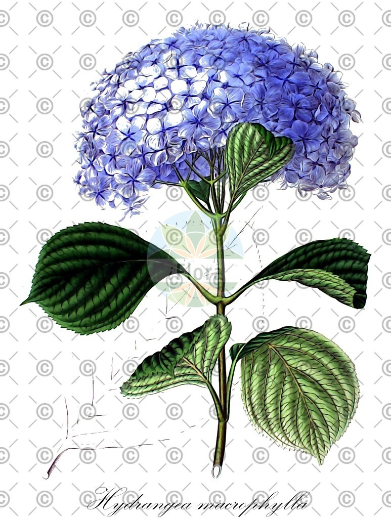 HistAbb_wfo-0001129287_1_ENZY_Simple | Historische Abbildung von Hydrangea macrophylla - Hydrangeaceae | Historical Illustration of Hydrangea macrophylla - Hydrangeaceae