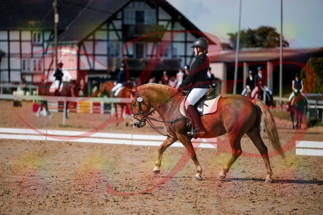2026_10_03_Siefer-Hof_122027_Z63_42996555 | Professionelle Reitsport-, Turnier- und Eventfotografie von Robert Broda. Galerien mit ausgewählten und bearbeiteten Bildern direkt online ansehen und bestellen.