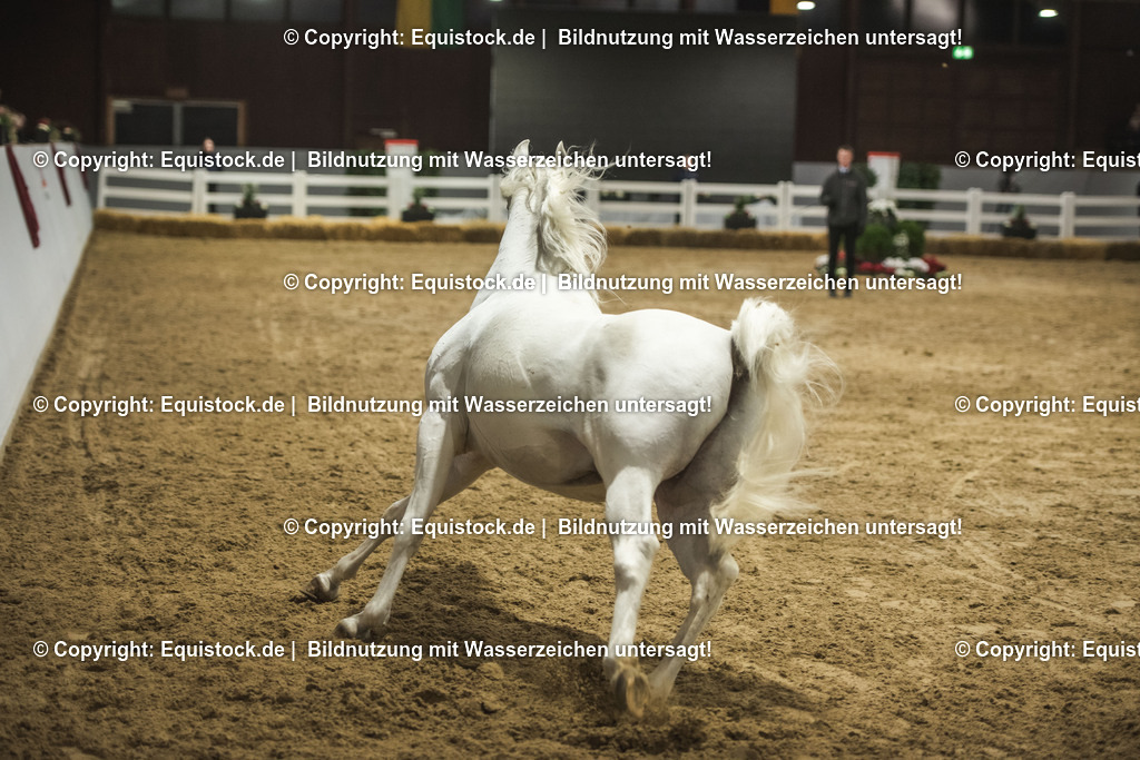 20240302_Hengstvorstellung_Marbach_TOMsPiC_1172 | equistock
