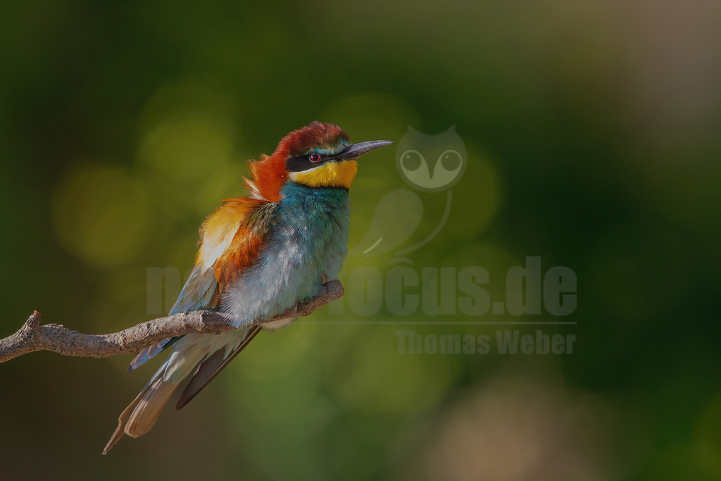 20140517175447 | Ein Europäischer Bienenfresser (Merops apiaster) sitzt auf einem kahlen Ast und blickt nach rechts. Sein Gefieder zeigt leuchtende Farben: einen rotbraunen Kopf, eine schwarze Augenmaske, eine leuchtend gelbe Kehle und einen türkisblauen Bauch. Die Flügel sind orangebraun. Der Hintergrund ist unscharf und grün, mit helleren Lichtflecken. - Realisiert mit Pictrs.com