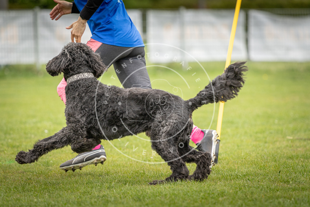 Pfotenfotografie_DV3A0137 | Hundefotografie, Tierfotograf, Pfotenfotografie, Fotoshooting Hund, Hunde Portrait, Hundesport, Hundeportraits, Heideshooting, Hunde, Sportfotograf, Hundefotograf, Turnierhundsport, THS,  - Realisiert mit Pictrs.com