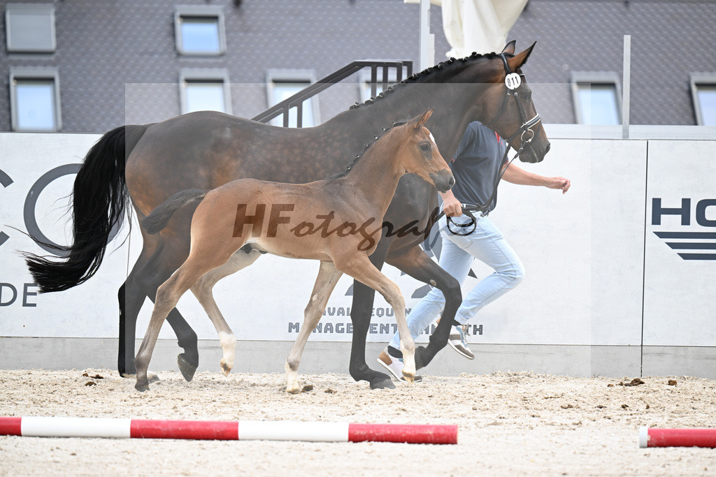 Kat-Nr. 11 Tamino x Ferdeaux_HF_Herfurth_21250786 | hf-fotografie - Realizzato con Pictrs.com
