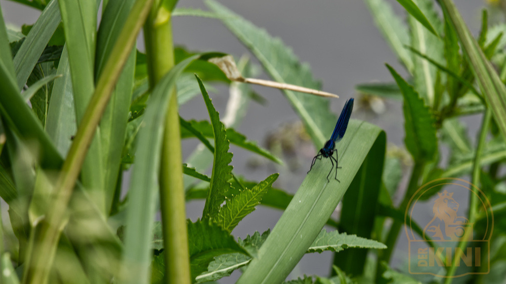 P1341091-1 | Foto, Natur, Tiere, Urlaub, Georgien,  - Realisiert mit Pictrs.com