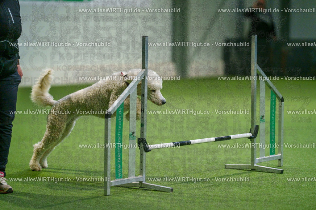 7R505568 | Professionelle Tierfotografie in Mönchengladbach von Daniel Wirth (allesWIRTHgut). Liebevolle & natürliche Bilder von Hunden & Katzen für unvergessliche Erinnerungen.