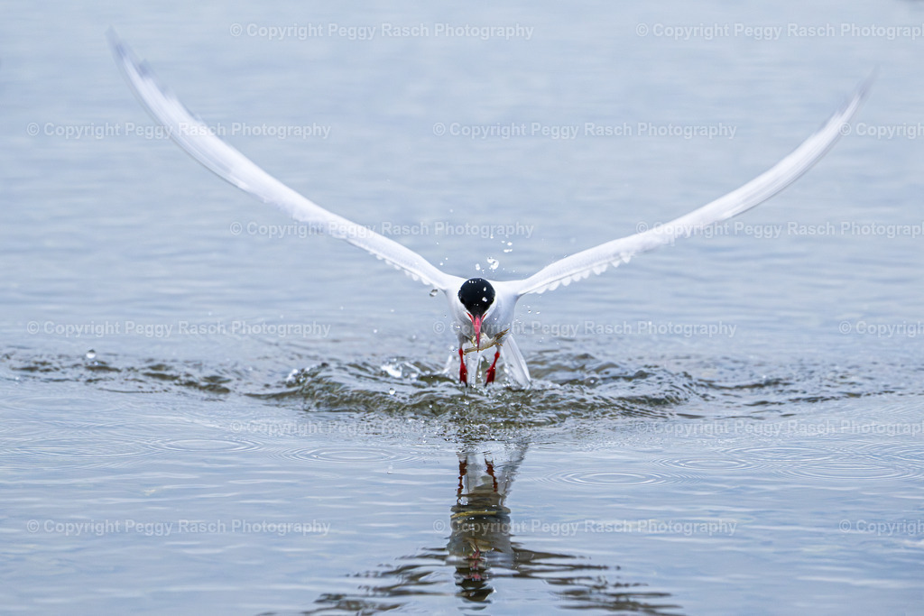 Küstenseeschwalbe | Küstenseeschwalbe - Realisiert mit Pictrs.com