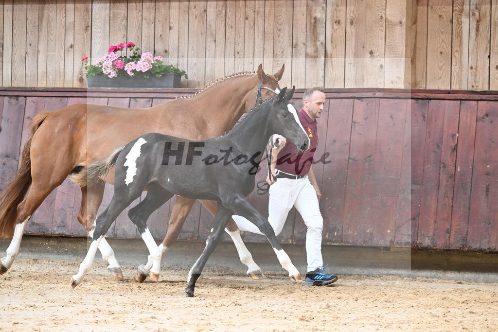Kat-Nr. 10 HF Jameson RS2_Gestuet Greim_26230167 | hf-fotografie - Realizzato con Pictrs.com