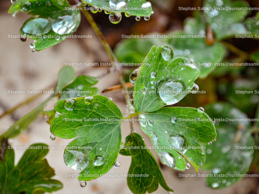 Raindrops (1) | Sie werden ihren Augen nicht trauen