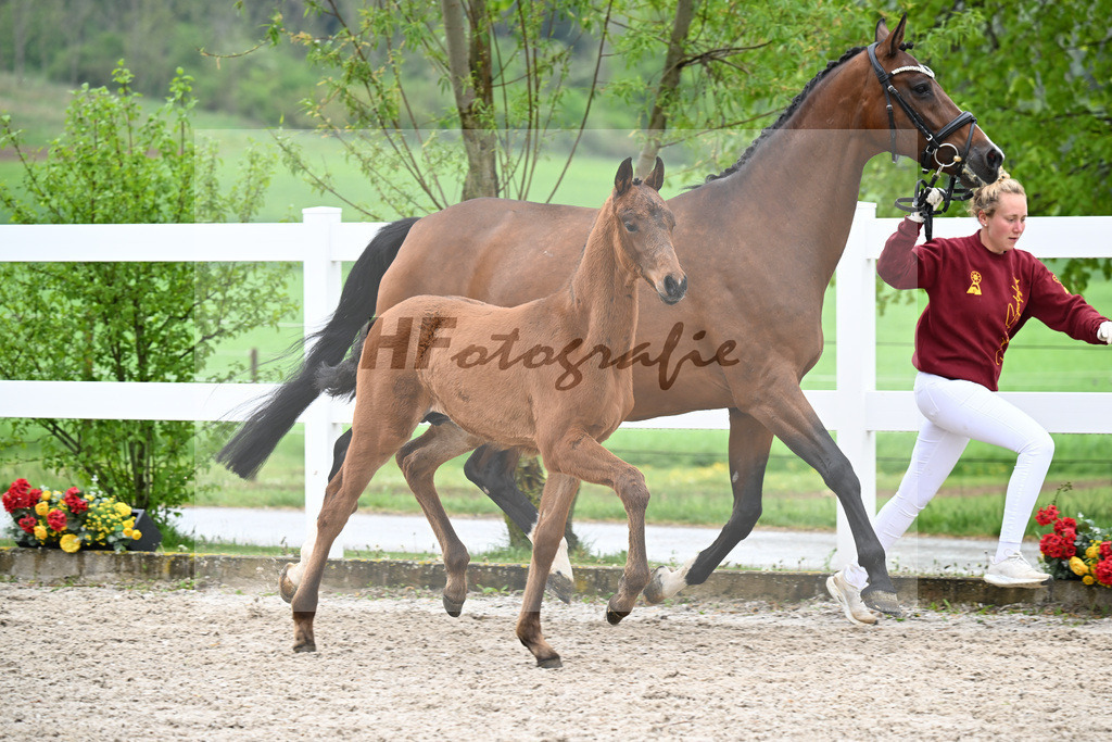 Kat-Nr. 46 HF Red Viper x Eye Catcher_Wanner_23261607 | hf-fotografie - Realisiert mit Pictrs.com