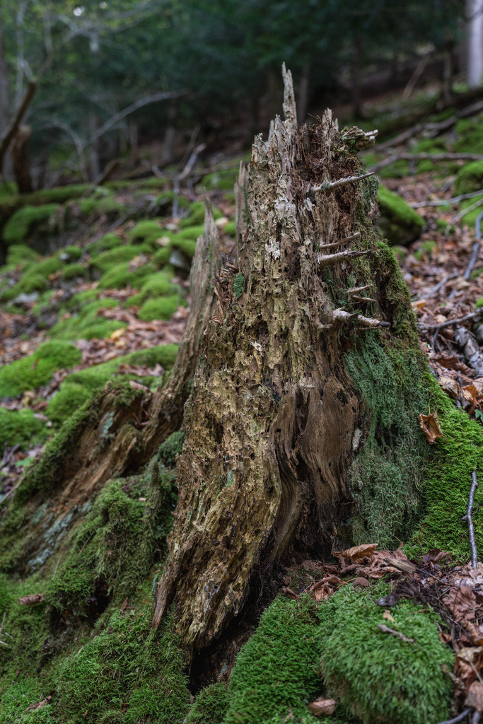 ZD250916094310 | Fotoshop von zweidimensional Fotografie. Ihr Fotograf im Aargau. Abzüge von Ihrem Fotobox Event bestellen.Abzüge von Ihrem Hochzeit bestellen.Abzüge von Ihrem Schulfotograf bestellen.