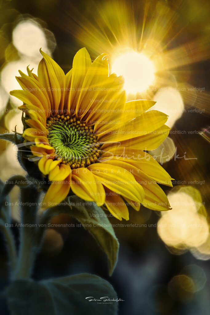 Wandbild "Sonnenblume" Sonnenstrahlen | People- und Tierfotografie, Imageaufnahmen, Veranstaltungsfotografie und Wandbilder aus der Natur ★ Made in Germany ✔️ Druck + Downloads ✔️ Naturfotografie in Top Qualität ★ schneller Versand, weltweite Lieferung! - Realisiert mit Pictrs.com