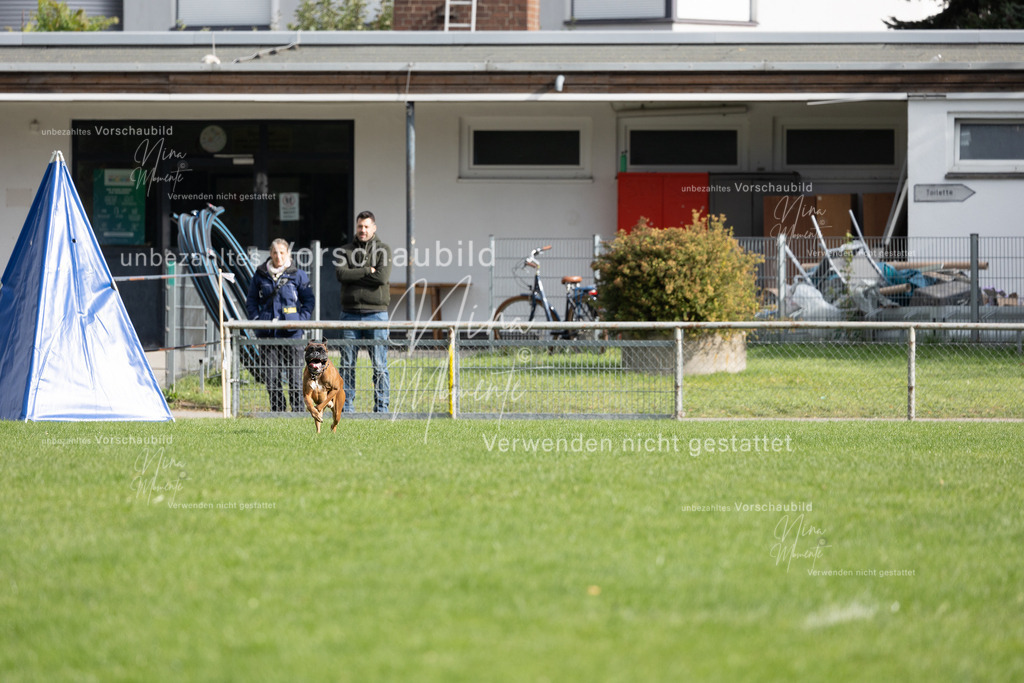 _16A7004 | Einzigartige Fotos von Hunden & Menschen –Actionfotos, Portraits, Vereinsaufnahmen & Paarshootings – authentisch, lebendig & mit Herz.