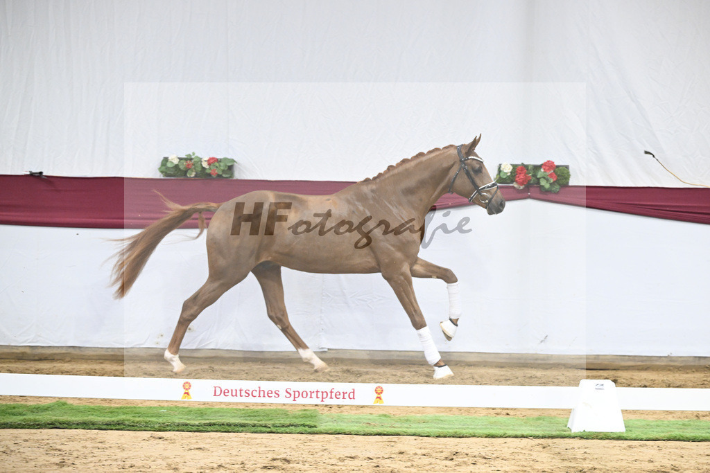 Kat-Nr. 25 Feliciano x Fuerst Romancier_Dr. Jutta Steidl_47250853 | hf-fotografie - Realisiert mit Pictrs.com