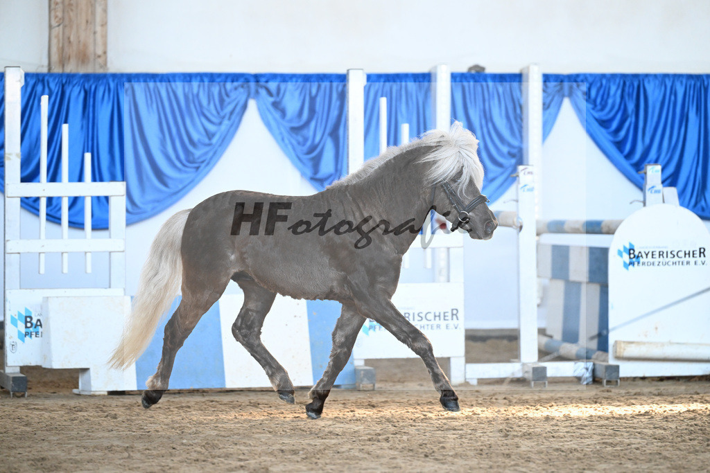 Kat-Nr. 16 Greilingerhofs Jack Sparrow v. Jamy von Krummesse_Herz_9260437 | hf-fotografie - Realisiert mit Pictrs.com