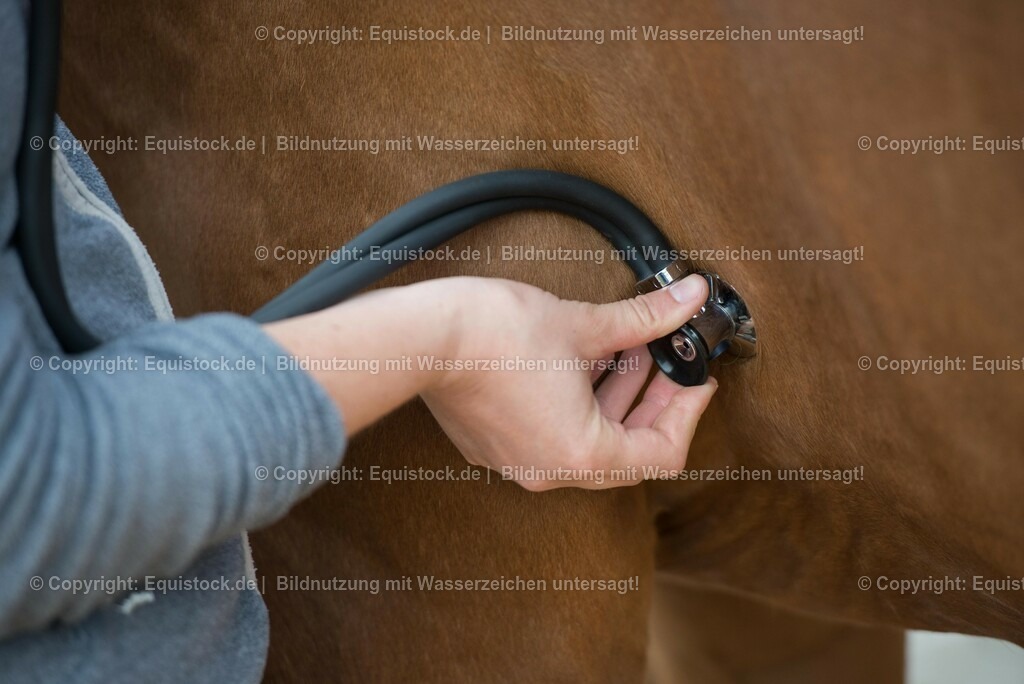 20180516_Vitalfunktionen_Pferd_0014 | equistock