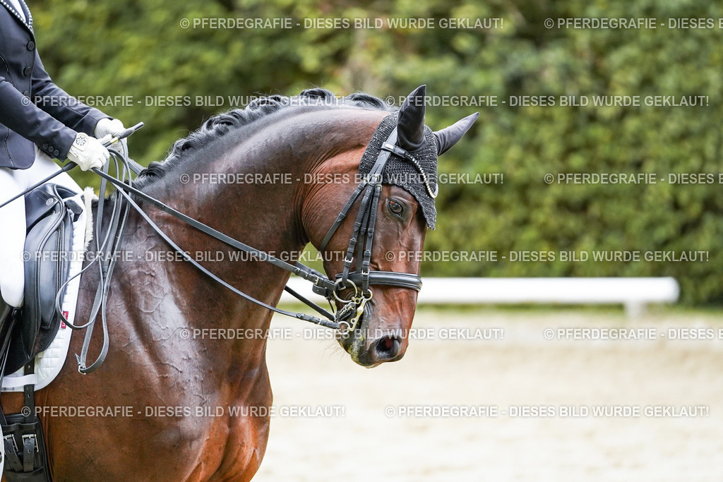 DSC09671 | Pferdegrafie