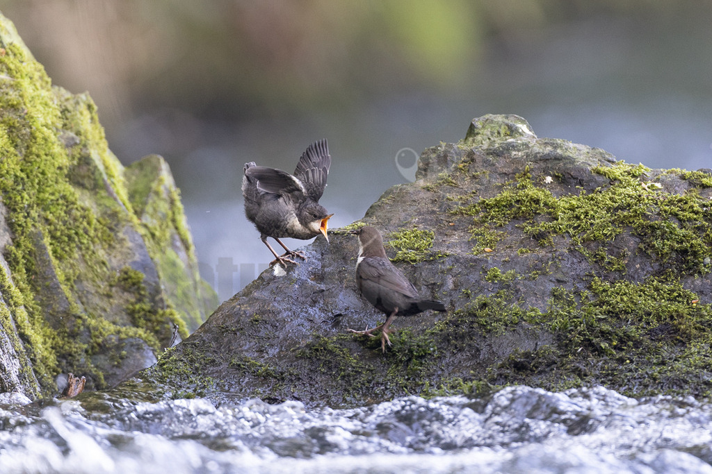 R5NF0724_20240501 | Die Wasseramsel oder Eurasische Wasseramsel ist die einzige auch in Mitteleuropa vorkommende Vertreterin der Familie der Wasseramseln. Der etwa starengroße, rundlich wirkende Singvogel ist eng an das Leben entlang schnellfließender, klarer Gewässer gebunden. - Realisiert mit Pictrs.com