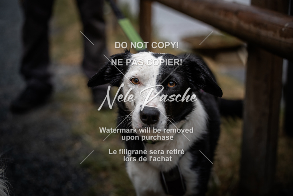 nelerasche_SaAbends_273 | nelerasche