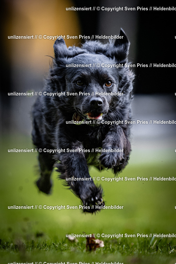 Sven Pries | 2025-10-03 - Hunderennen Obergrombach - Realisiert mit Pictrs.com