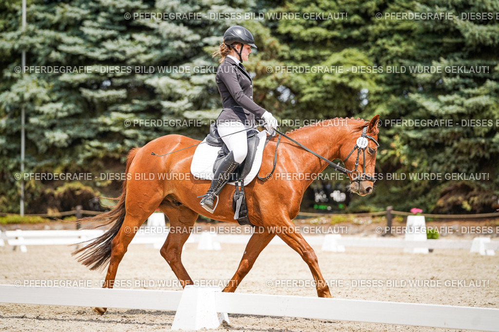 DSC03683 | Pferdegrafie