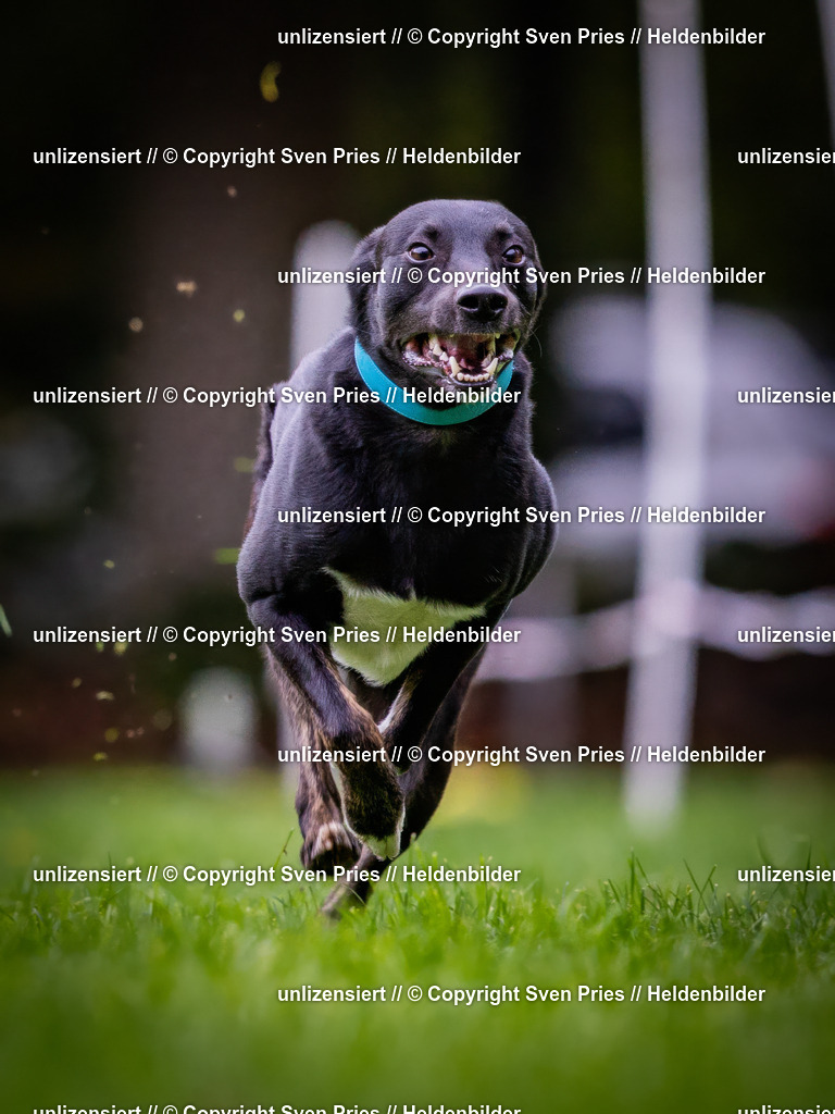 Sven Pries | 2024-10-19 - Hunderennen Ober-Grombach - Realisiert mit Pictrs.com