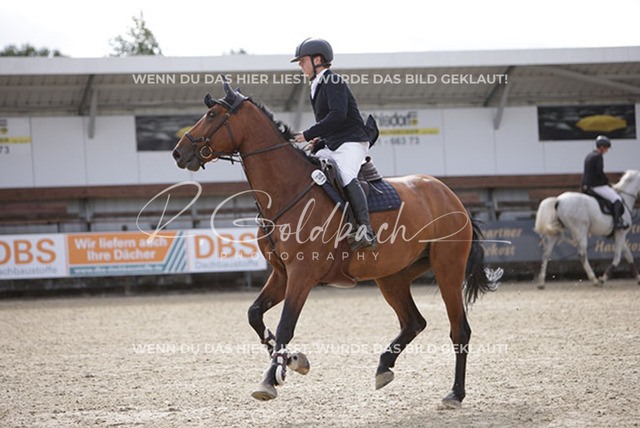 1J2A1292Henry Delfs_ Chapman D_ Kn201_ Havekost | Foto- und Videografie für alles rund ums Pferd. Hochwertige Bilder und Videos vom Spring- und Dressurreiten, Voltigieren & mehr. Jetzt aktuelle Veranstaltungen und Preise im Shop ansehen. - Realisiert mit Pictrs.com