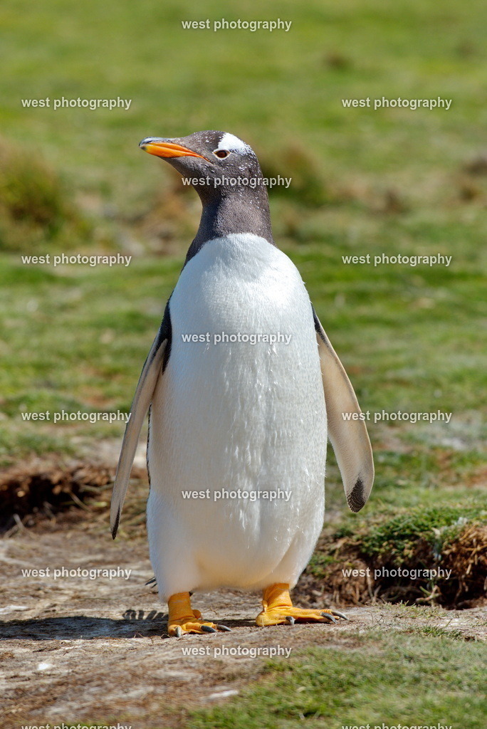 Gentoo Penguin VRP - FLK 2014 | west photography - Realisiert mit Pictrs.com