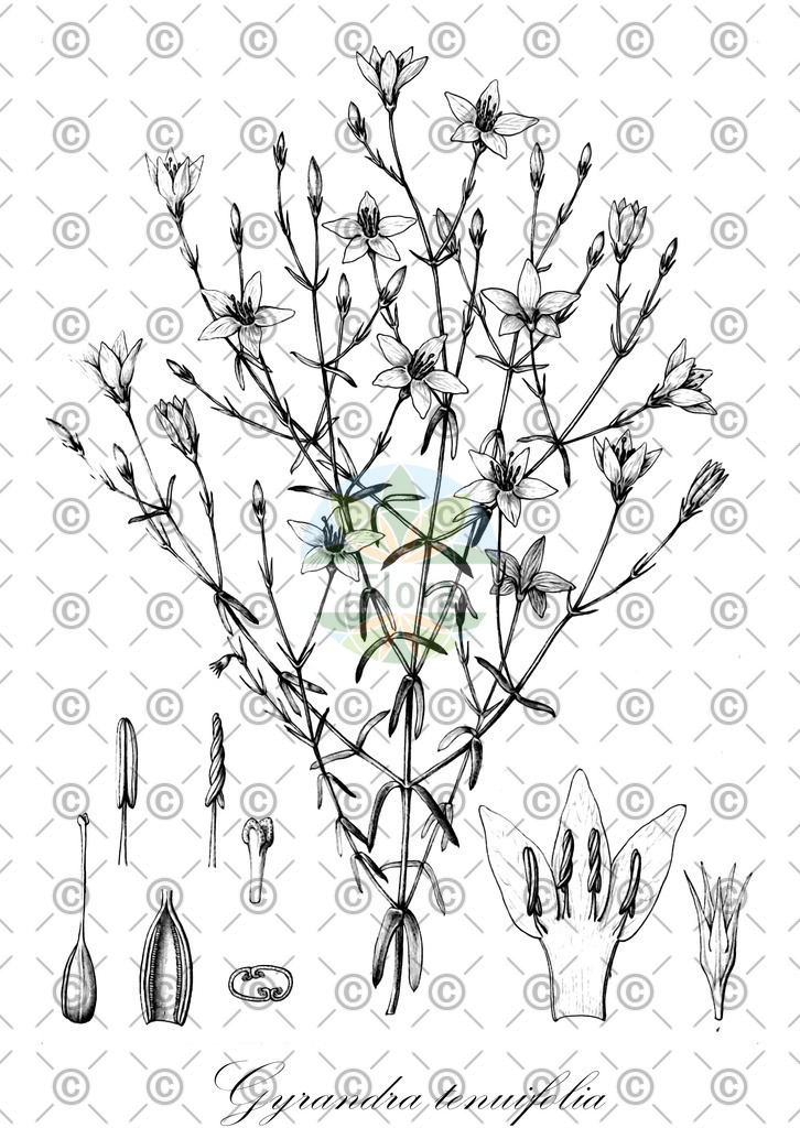 HistAbb_wfo-0000713868_2_ENZY_Simple | Historische Abbildung von Gyrandra tenuifolia - Gentianaceae | Historical Illustration of Gyrandra tenuifolia - Gentianaceae