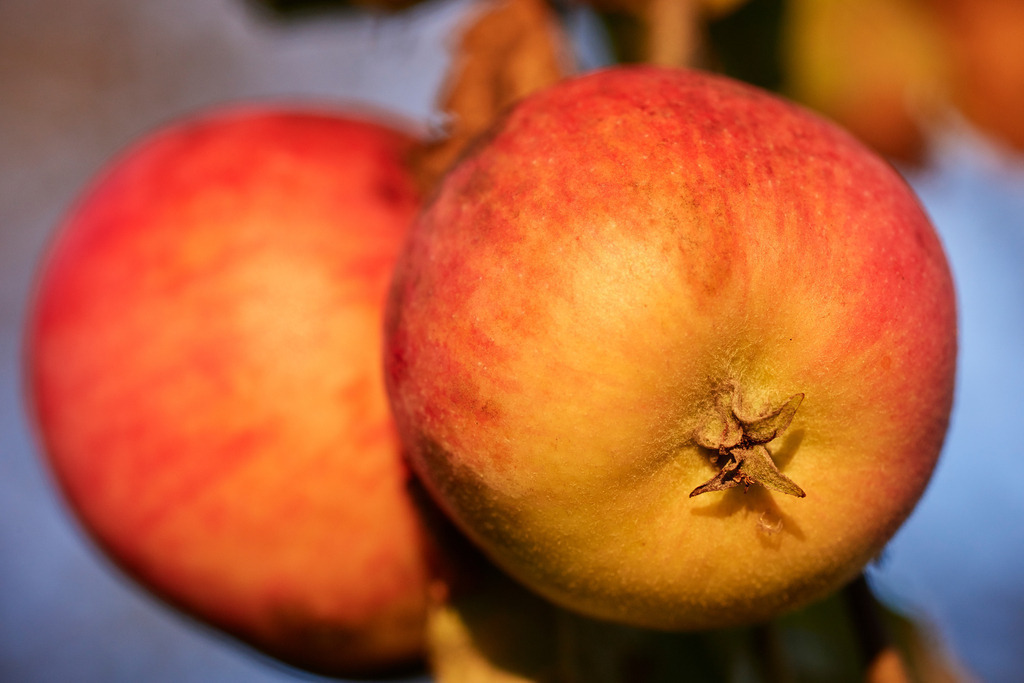 Zwei rotorange Äpfel am Baum | Austria - September 10, 2018: Zwei rotorange Äpfel am Baum. - Realisiert mit Pictrs.com