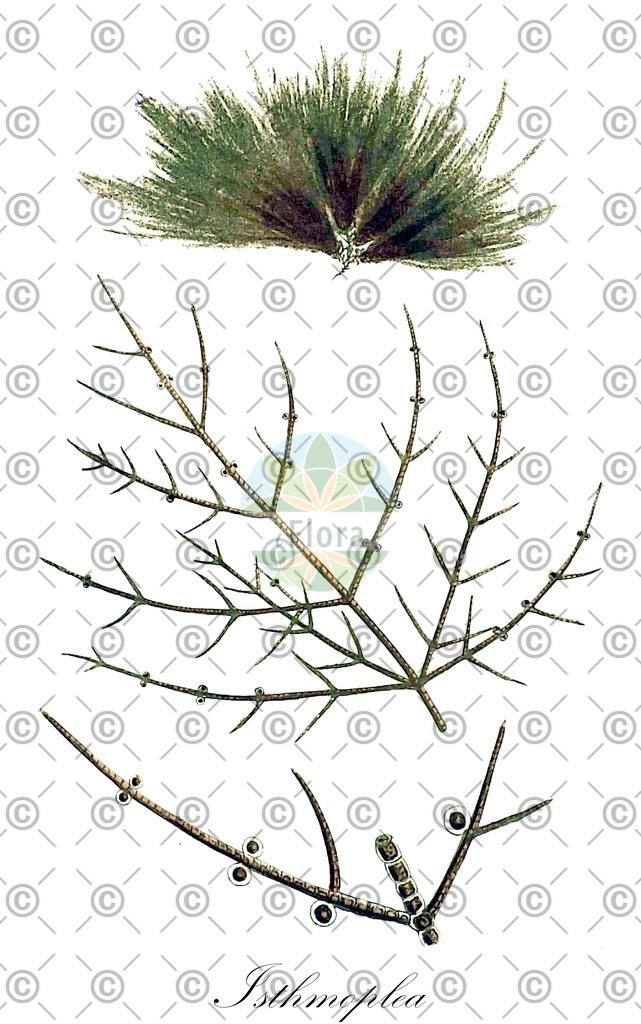 HistAbb_wfo-0001186692_1_ENZY_Simple | Historische Abbildung von Isthmoplea - Chordariaceae (0) | Historical Illustration of Isthmoplea - Chordariaceae (0)