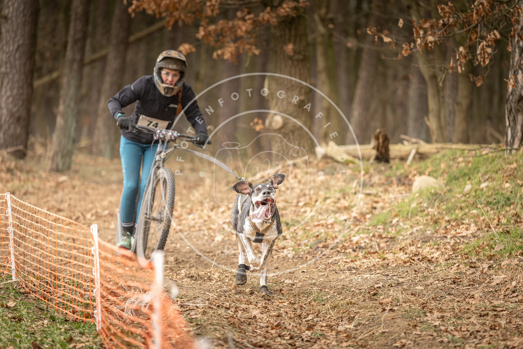 Pfotenfotografie_DV3A4059 | Hundefotografie, Tierfotograf, Pfotenfotografie, Fotoshooting Hund, Hunde Portrait, Hundesport, Hundeportraits, Heideshooting, Hunde, Sportfotograf, Hundefotograf, Turnierhundsport, THS,  - Realisiert mit Pictrs.com