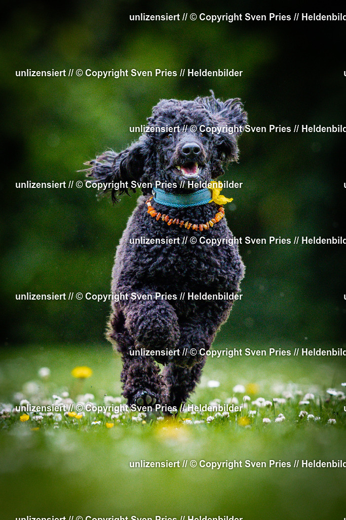 Sven Pries | 2025-05-29 - Pudelrennen KA-Durlach - Realisiert mit Pictrs.com