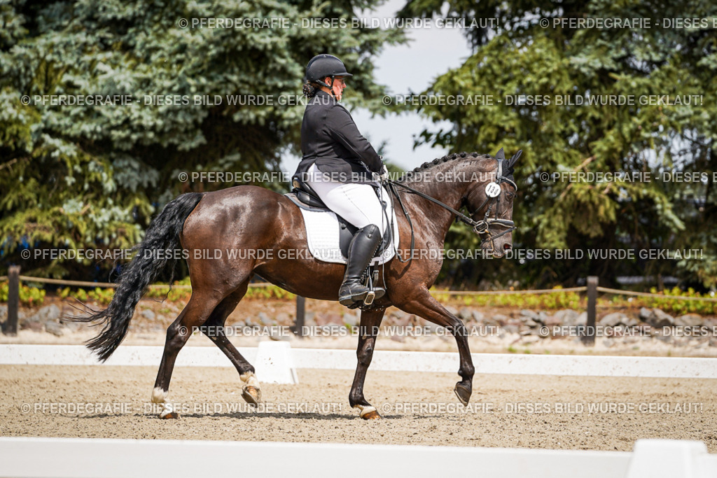 DSC02650 | Pferdegrafie