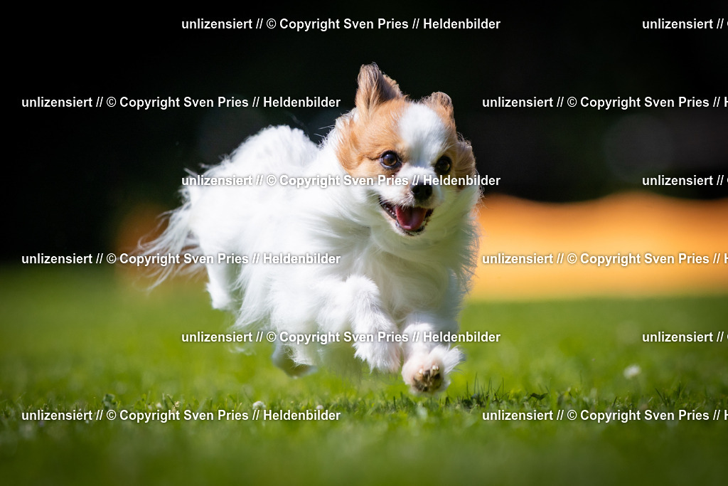 Sven Pries | 2025-08-10 - Hunderennen Durlach - Realisiert mit Pictrs.com